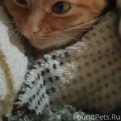 Пропала кошка❗ радиус поиска: ...