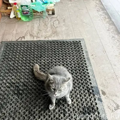 🆘Пропала кошечка 🆘 беременная ...