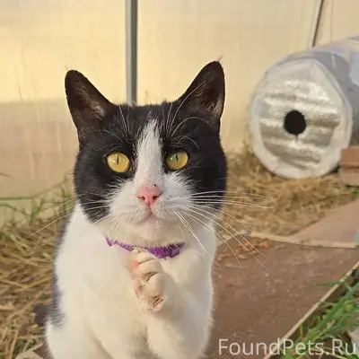 Друзья, найдена кошка! Судя по...