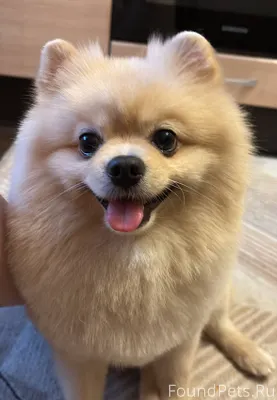 Потерялась собака, померанский...