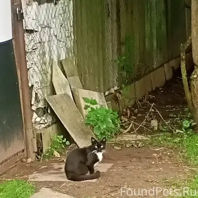 Найден кот в районе д. Лиды...