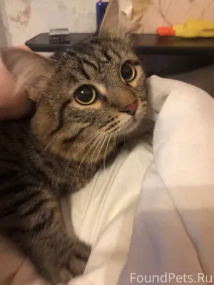 Здравствуйте. Найден кот в под...