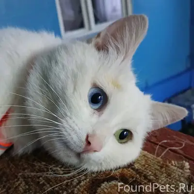 Здравствуйте. Пропал белый кот...