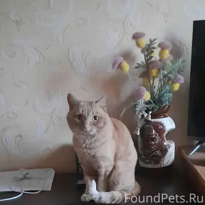 Потерялся кот, пропал из кварт...