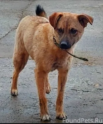 ❗️ПРОПАЛА СОБАКА ❗️ НУЖНА ПОМО...