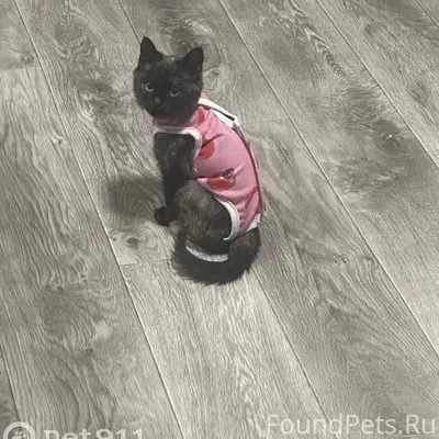 Пропала кошка! Котенок девочка...