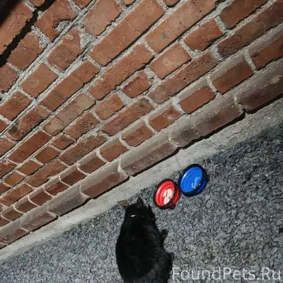 Найден кот(или кошка), в ошейн...