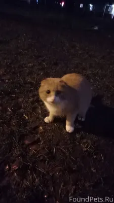 Никто не потерял котеек? Этот ...