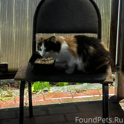 Лаптево 🚨 Чья кошка потеряшка?...