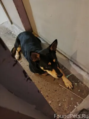 Кто потерял собакена? На Карта...