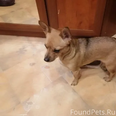 Нашли собаку ! Маленькая , кто...