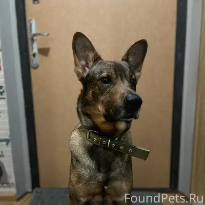 Пропала собака по кличке Дюк, ...