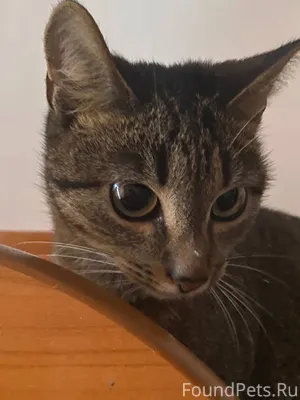 Найден котёнок! На вид месяца ...