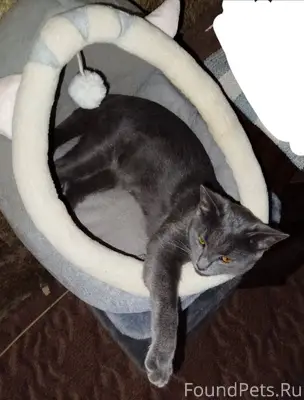 Пропала кошка! Утром ушла гуля...