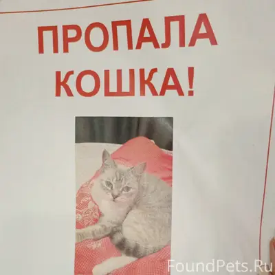 ‼‼ ПРОПАЛА КОШКА ‼‼ Помогите п...