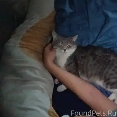 Пропал любимый кот зовут Томас...