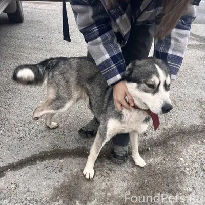 🆘 ЧЬЯ ПОТЕРЯ❓НУЖЕН ДОМ‼️ Хотел...