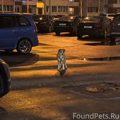 ЗАМЕЧЕНА СОБАКА! На улице Боро...