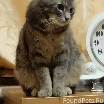 Пропал кто Жан Поль утром 22 ноября утром Большой Исток  ,очень ласковый 