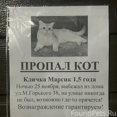 Прошу репосты 🙏🙏🙏 Пропал кот п...