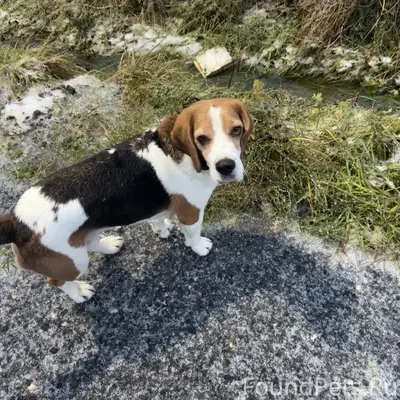 Потерялся Бигль, Московская область, Истринский район, ориентир Д.алексино 