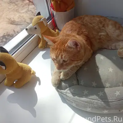 Потеряли кота зовут Тимоша отк...