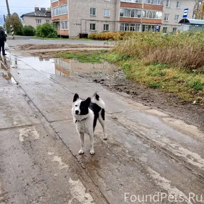 Пропала собака кто видел больш...