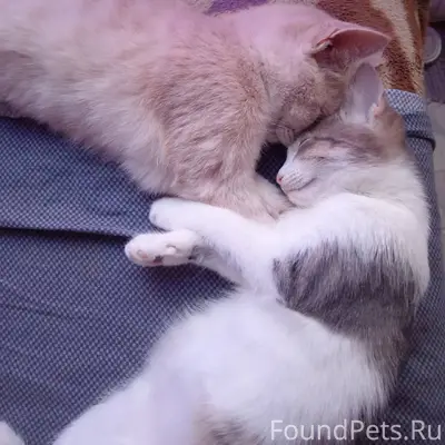 Пропал котенок, окрас серо-бел...