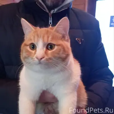 Прибился кот, нежный, ласковый...