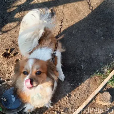 Пропала собака по улице копаев...