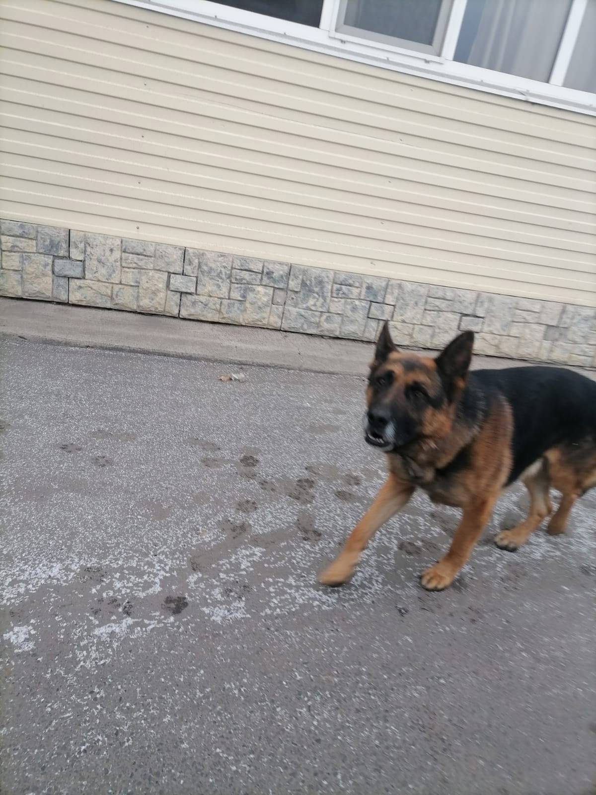 Здравствуйте!Кто потерял собак...