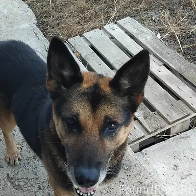 Пёс, живёт около недели в пос....