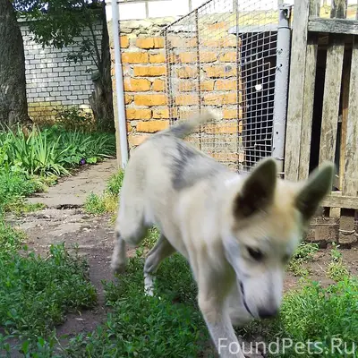 Пропала собака, отзывается на ...