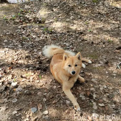 Пропала собака) Убежала с Чапа...