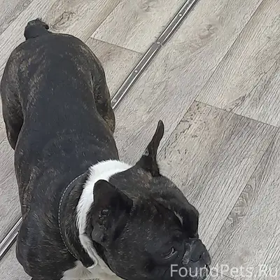 Хозяин найдись!!! Собака уже н...