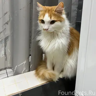 Пропал кот, отзывается на имя ...