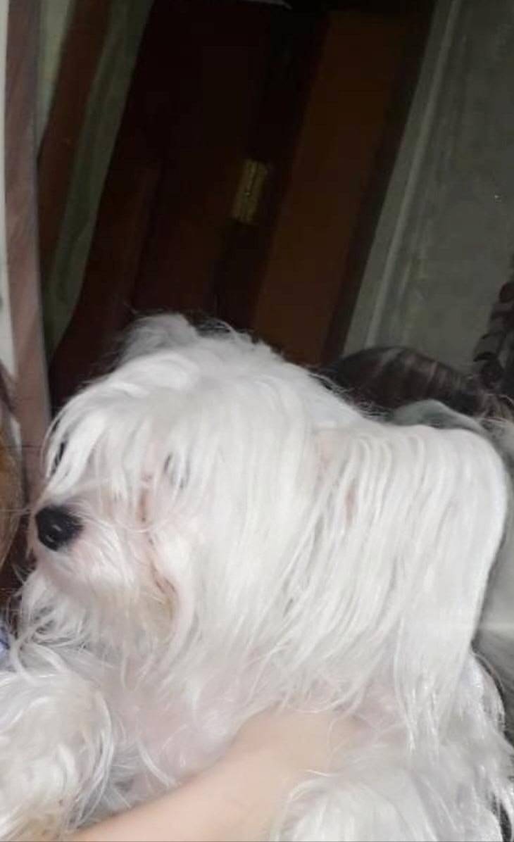 Пропала собака Судогда . Переу...