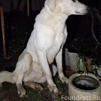 ❗НАШЛИ СОБАКУ, ИЩЕМ ХОЗЯИНА! У...