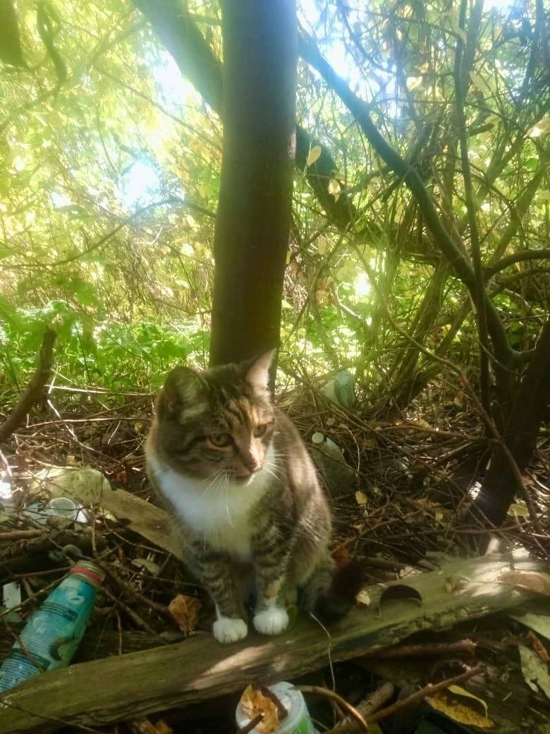 Город СУДОГДА! Найдена кошка. ...