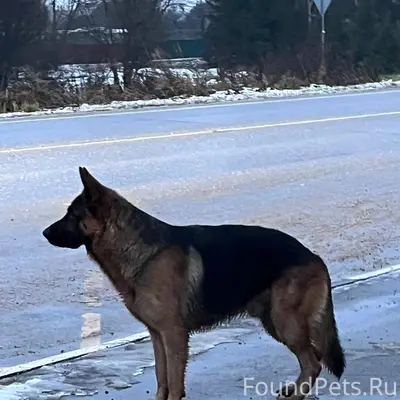 Пропала собака "овчарка", саме...