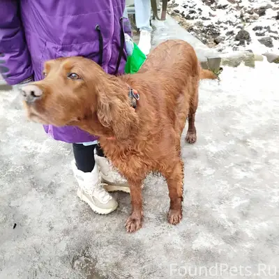 29.11. Мариенбург. Найдена соб...