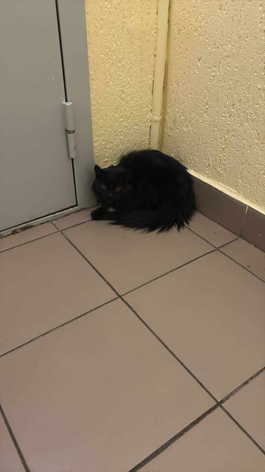 Найден кот, Серебряный Бор, д....