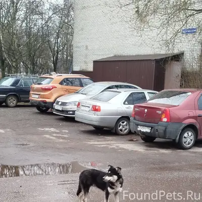 Найден щенок метис Лопарской О...