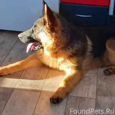 Потерялся пёс район заирень с ...