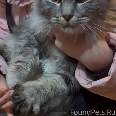 ❗️НАЙДЕН КОТ 🕵️Пока ищем стары...