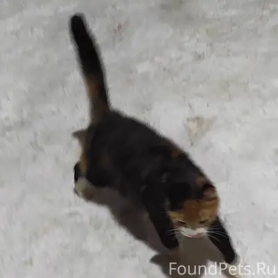 ⁉️ЧЬЯ, ЧЬЯ ПОТЕРЯШКА ⁉️ Бегает...