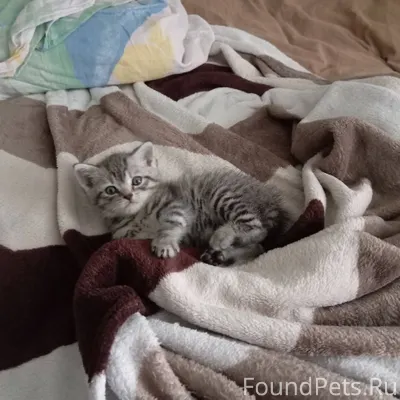 Здравствуйте,потерялся кот . З...