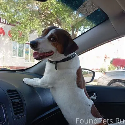 Добрый вечер, убежал щенок в р...