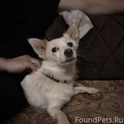 Найдена собака в районе 14 Пол...