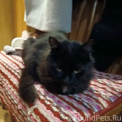 Найден кастрированный кот в ра...